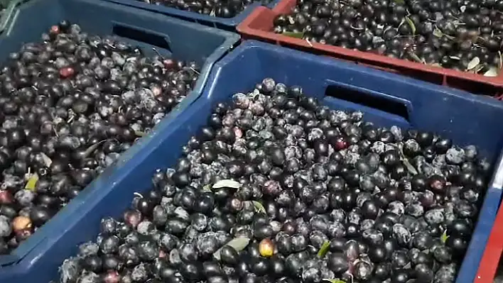 Seydikemer'de 'Siyah Zeytin' hasadı yapılıyor