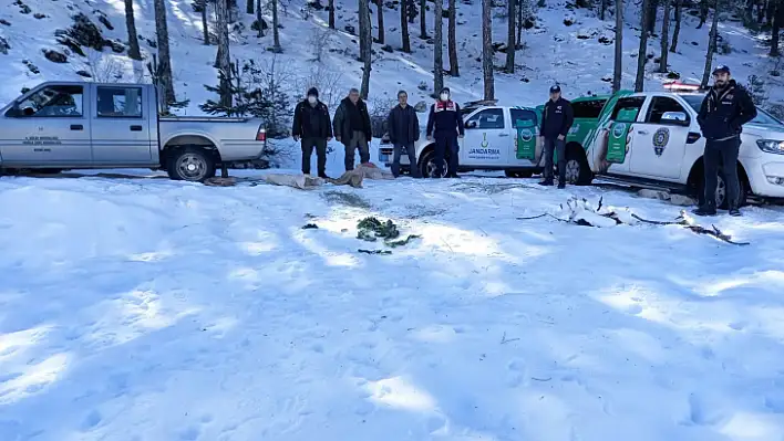 Sokak hayvanları için yemleme çalışması