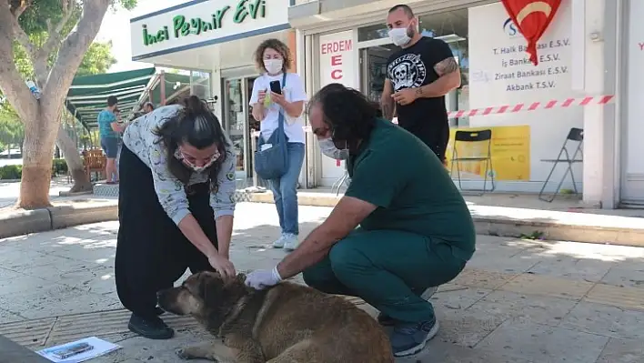 Sokak Hayvanlarını Kimliklendirme Çalışmaları Devam Ediyor