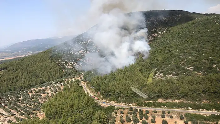 Son dakika: Milas'ta orman yangını çıktı