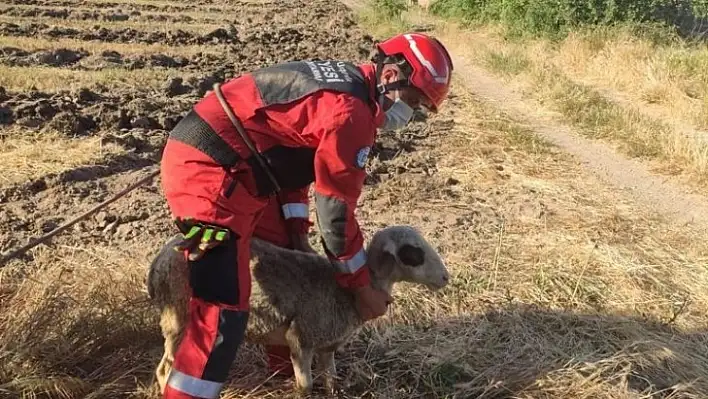 Su kuyusuna düşen koyun kurtarıldı