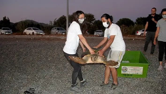 Tedavisi tamamlanan caretta caretta denize bırakıldı