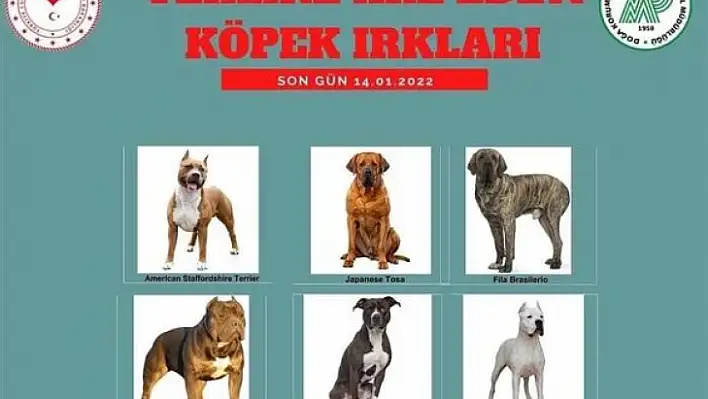 Tehlikeli köpeği olanlar dikkat!!!