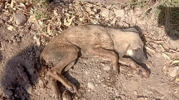 Tesisat bacasına düşen köpek kurtarıldı