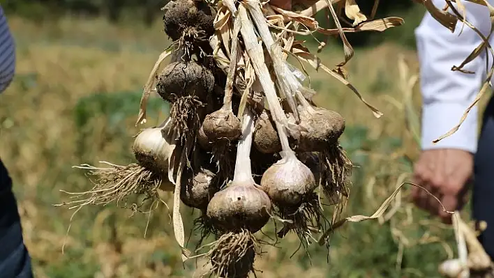 Ula sarımsağında 1500 kg hasat elde edildi