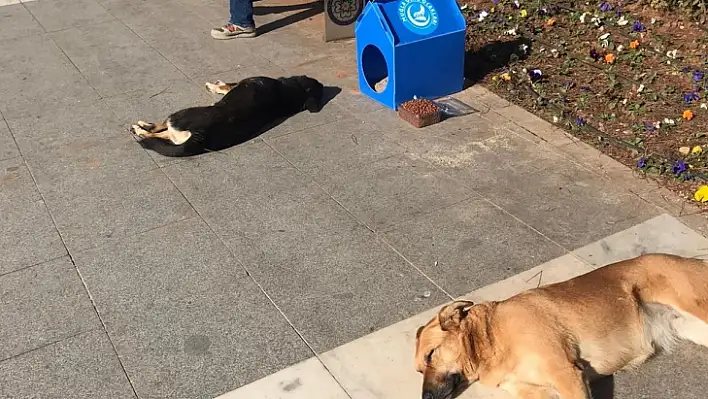 Ülkü Ocakları'ndan anlamlı yardım 'Sokak Hayvanları Üşümesin'