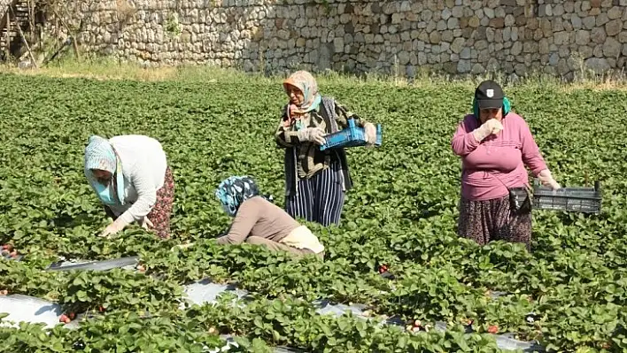 Üreticinin elinde kalan ürünler vatandaşlara dağıtılıyor