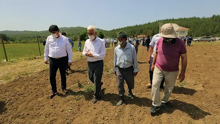 Üzüm Bağları Yeniden Canlanıyor