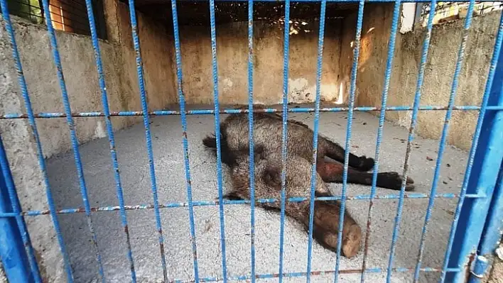 Vicdansızlığın Bu Kadarı Pes Dedirtti!