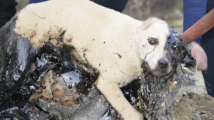 Zifte Yapışan Köpek ve Kaplumbağalar İki Gün Kurtarılmayı Bekledi