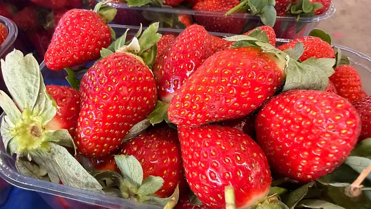 Fethiye’de çileğin tadına bakmak lüks oldu