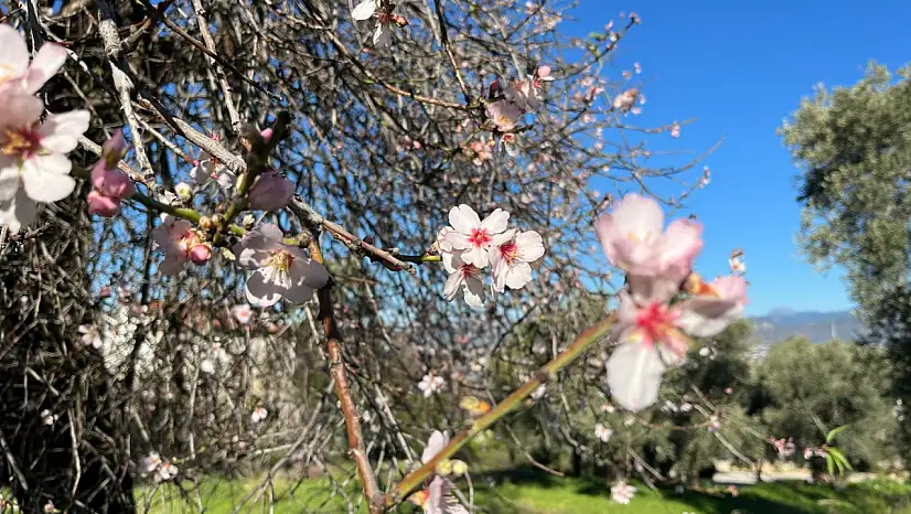 Fethiye'de badem ağaçları Şubat ayında çiçek açtı