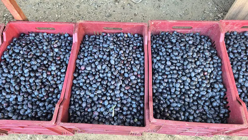 Fethiye'de zeytin alımı sezonu sona yaklaşıyor