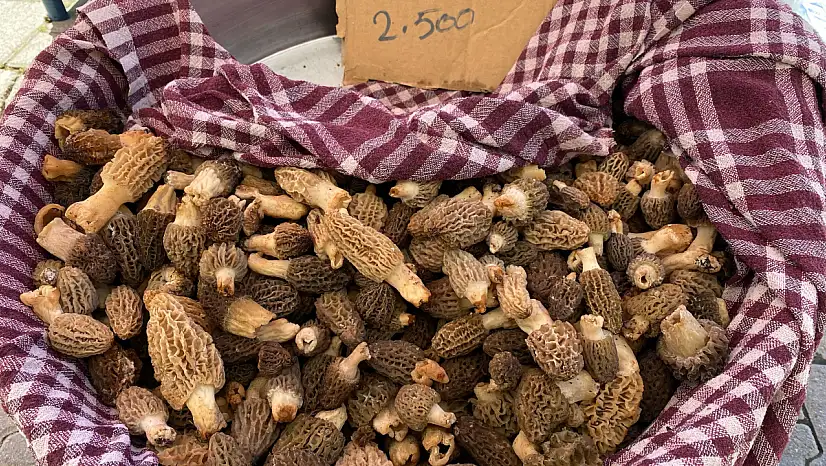 Kuzugöbeği mantarı cep yakıyor