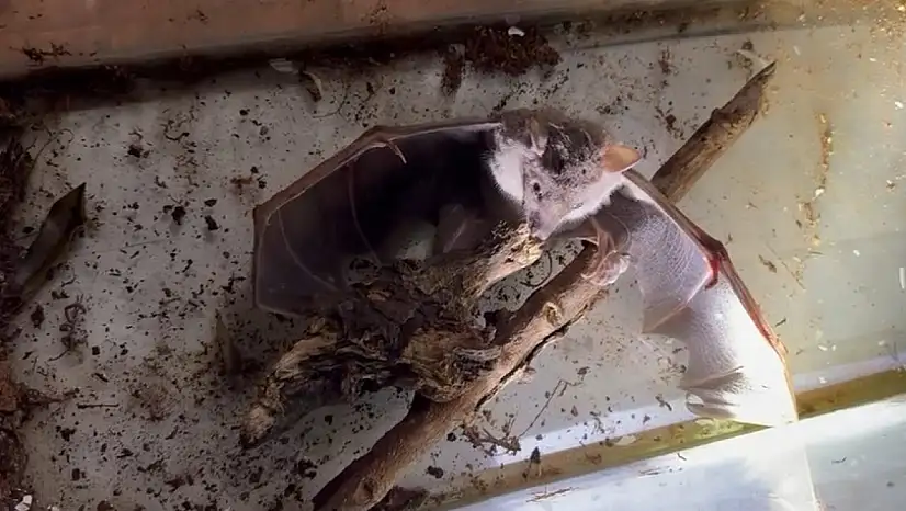 Sürpriz Keşif Afrika Meyve Yarasası İlk Kez Görüldü