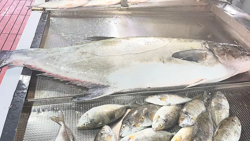 20 kiloluk Akya Fulya balığı tezgahlarda yerini aldı