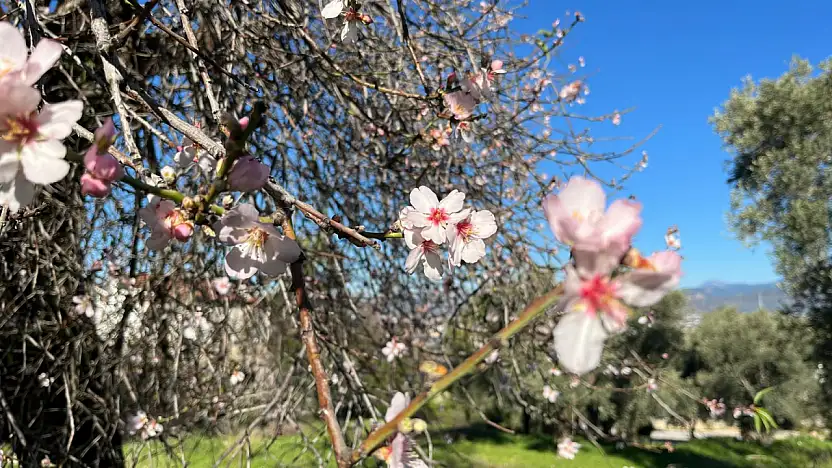 Fethiye'de badem ağaçları Şubat ayında çiçek açtı