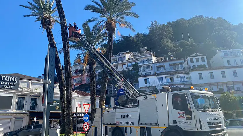 Fethiye'de fırtınanın zarar verdiği palmiyelere belediye müdahalesi