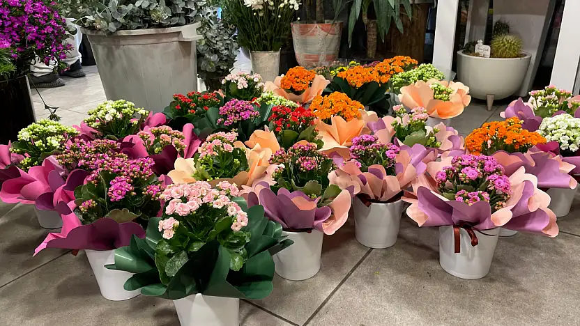 Fethiye'de Kasım ayının gözdesi 'Kasımpatılar' oldu