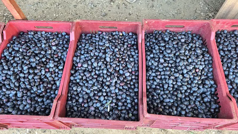 Fethiye'de zeytin alımı sezonu sona yaklaşıyor