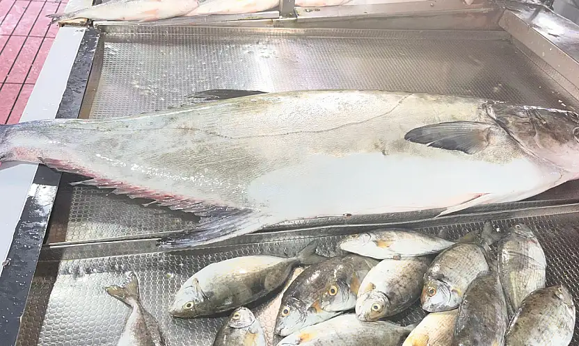 20 kiloluk Akya Fulya balığı tezgahlarda yerini aldı