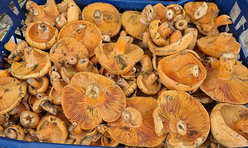 Çınar, Pazar Tezgahlarında Yerini Aldı