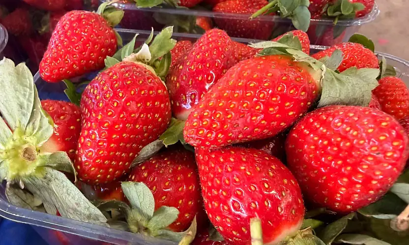 Fethiye'de çileğin tadına bakmak lüks oldu