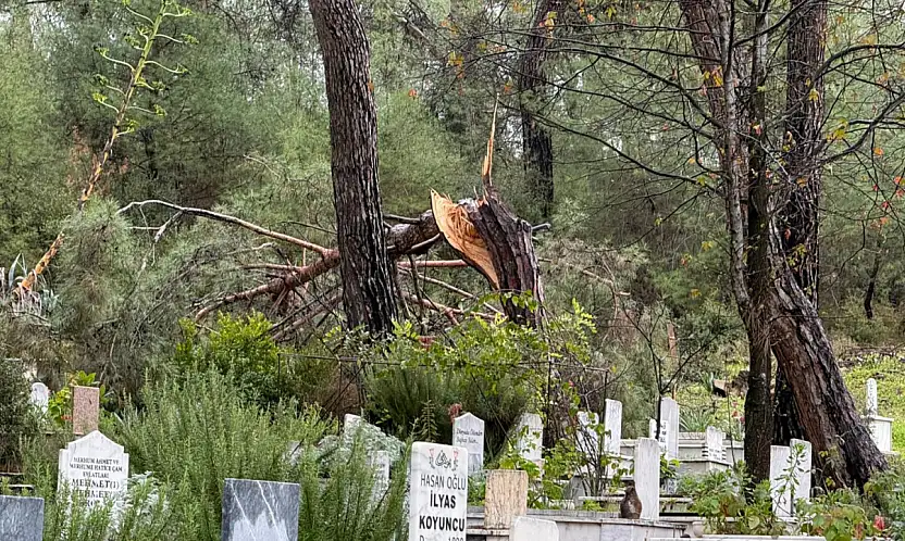 Fethiye'de fırtına Zeybekler Mezarlığı'nda ağaçları devirdi