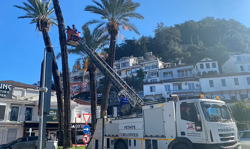 Fethiye'de fırtınanın zarar verdiği palmiyelere belediye müdahalesi