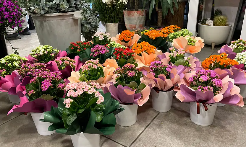 Fethiye'de Kasım ayının gözdesi 'Kasımpatılar' oldu