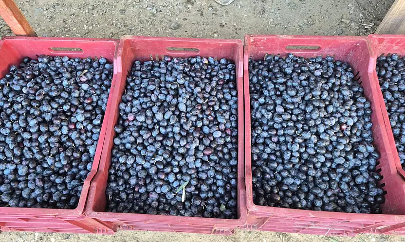 Fethiye'de zeytin alımı sezonu sona yaklaşıyor