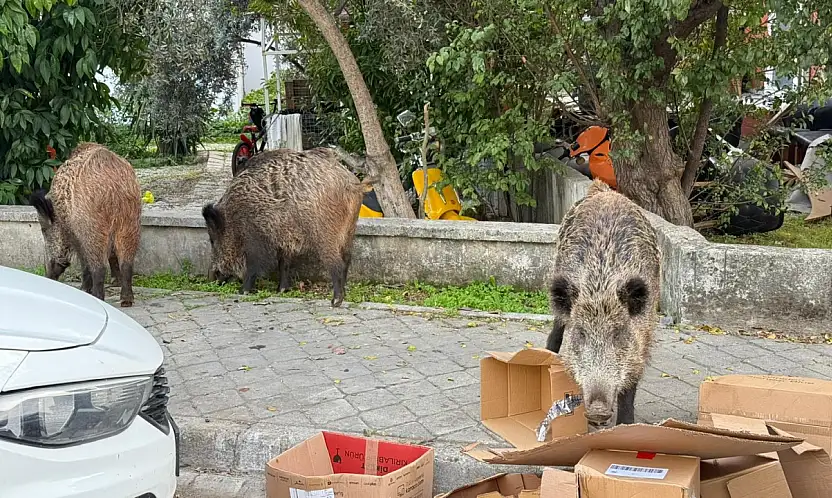 Kent merkezinde rahatça dolaşan domuzlar vatandaşları şaşırtıyor