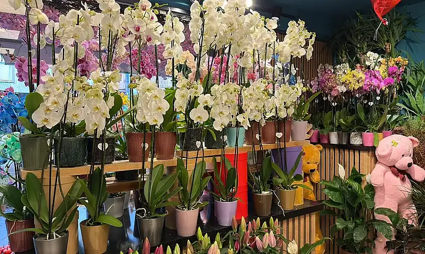 Kış sezonunda çiçek satışları hareketlendi