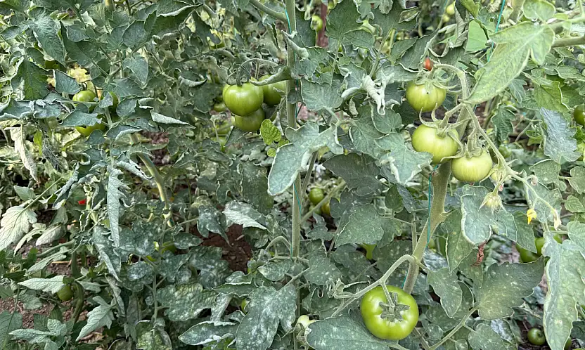 Seralarda külleme ile mücadele