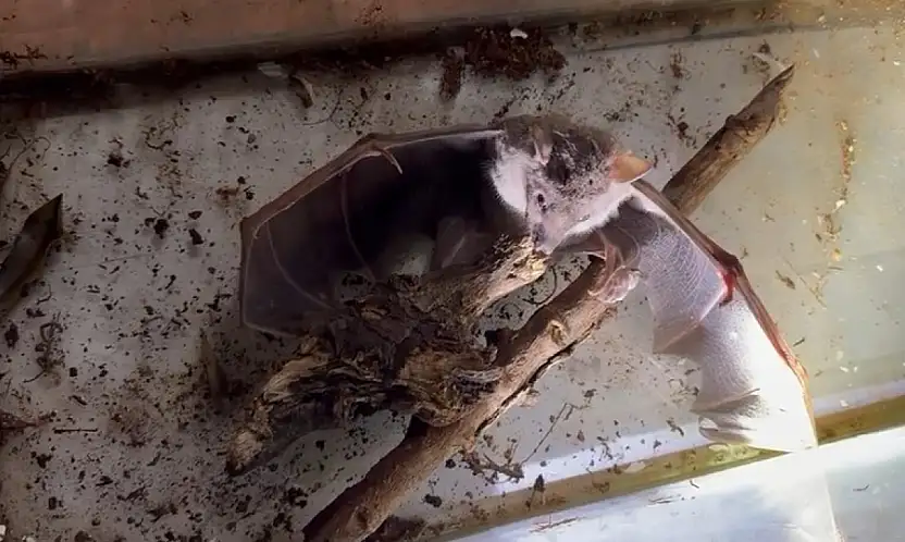 Sürpriz Keşif Afrika Meyve Yarasası İlk Kez Görüldü